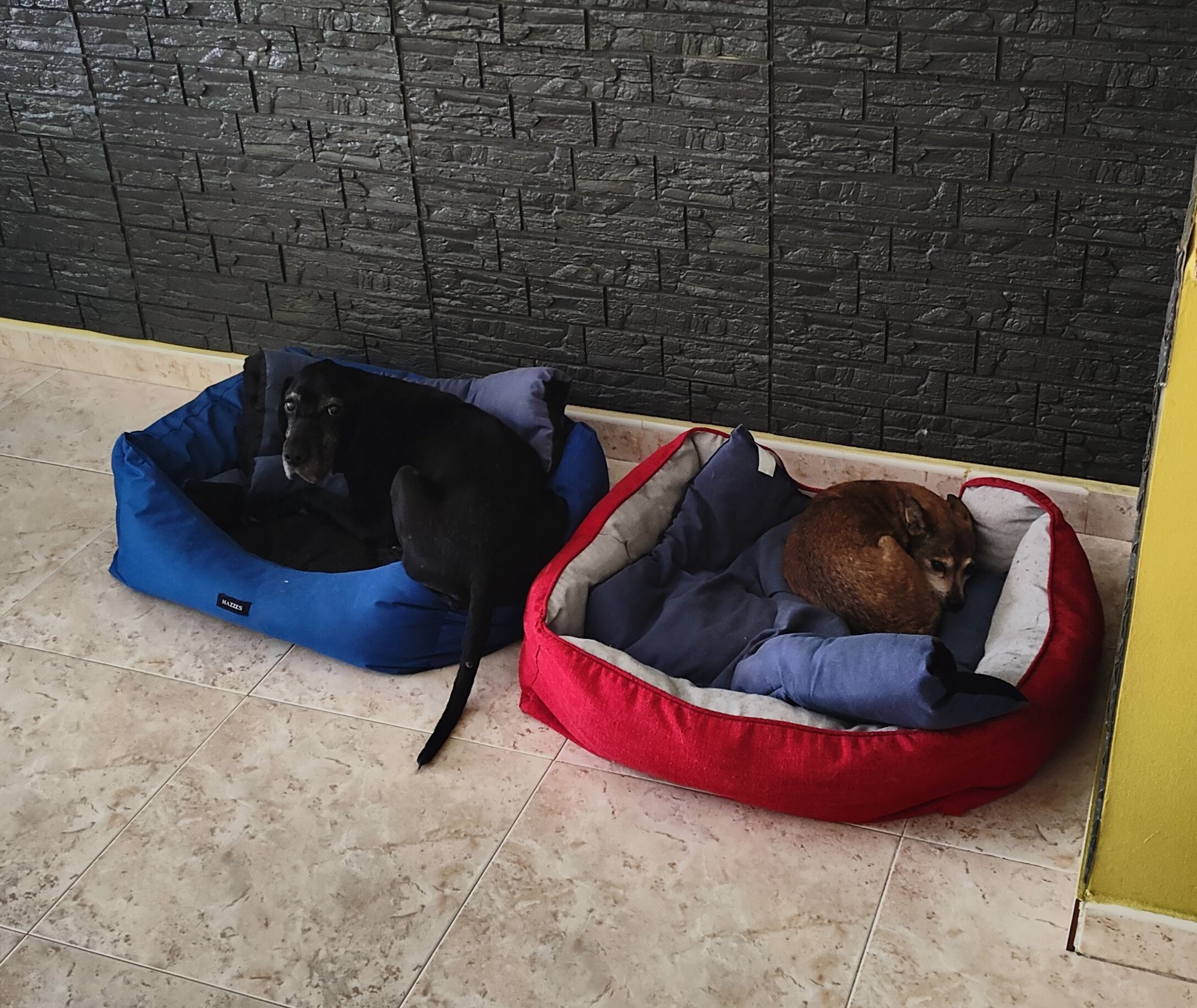 Dos perras descansando en una camita roja y azul